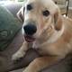 Illustration for article titled Doggies are sweet ETA DOGGIE PIC